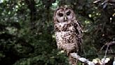 Federal agency proposes California spotted owl protection