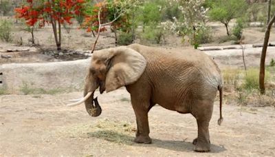 Ely, “la elefanta más triste del mundo”, gana batalla legal; así deberá ser tratada a partir de hoy