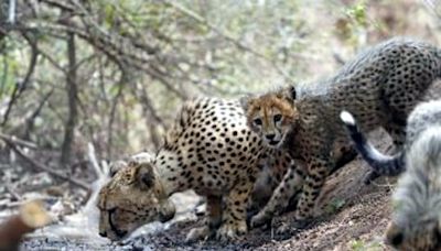 Cheetah Project: Kuno Officials Overcome 5 Challenges During Summer Season