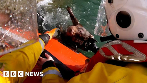 Llandudno: Watch as dog saved from sea after cliff fall