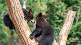 Zookeeper’s Video of 3 Bears Chilling in a Tree Is Too Precious