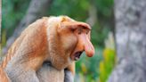 Huge nose of male proboscis monkeys is key to mating success