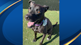 Mutts & Meows: Gulf Coast Humane Society features 7-year-old lab mix Dana