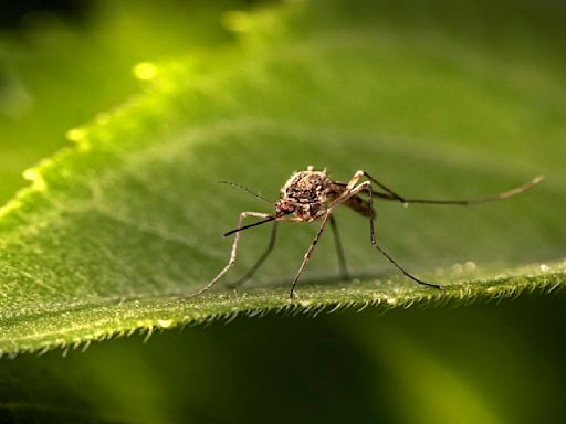 Zika virus in Pune: Mosquito-borne disease surfaces in western India again! Watch out for these signs, symptoms