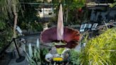 TIMELAPSE: Video shows corpse flower bloom for 1st time at facility