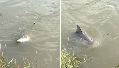 Graban a un tiburón en el Río Guadalupe de Texas y se viraliza en redes sociales