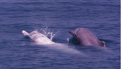 雪白身影「媽祖魚」溫馨傳說 無人機守護一級保育白海豚