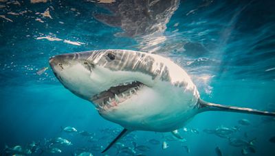 Las crías de tiburón prefieren estar más cerca de la costa