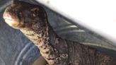 Capturan a lagarto exótico en comunidad de Tlaxcala