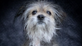 FIDO-Friday's Oregon Dog Rescue Featured Shelter Dog-PRINCESS | Oldies 1320 | Scott Tom