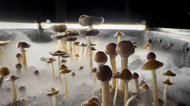 Can the psychedelic in magic mushrooms treat depression? Ohio State professor weighs in