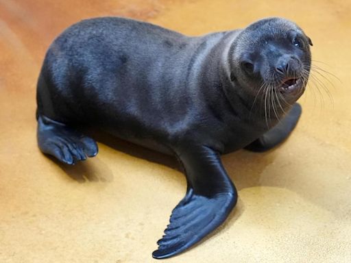 Safari park keepers’ joy as third sea lion pup is born within a year