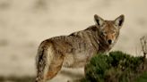 A video shows the shocking moment a toddler was attacked by a coyote while on a California beach with her family