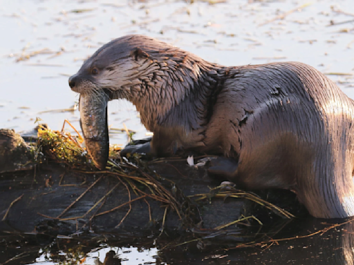 River otter drags child underwater, attacks mother at marina