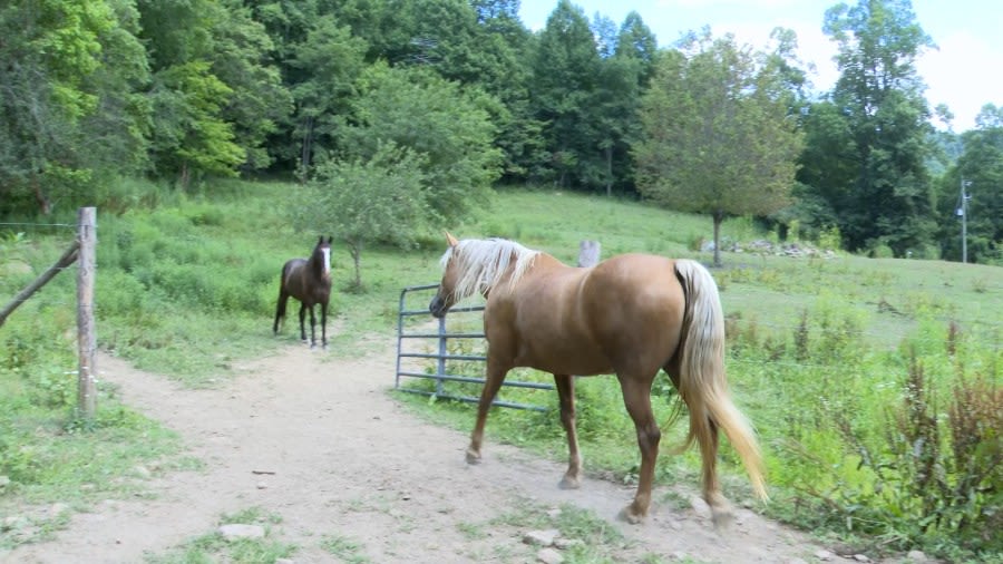 Accident of local horseback rider provides a solemn reminder about horse crossing etiquette