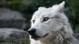 Wildlife officials confirm fourth gray wolf attack in Colorado´s Grand County