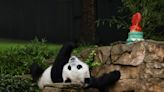 中国重启熊猫外交 两岁的“宝力”和“青宝”年底前将赴美