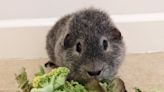 Diabetic guinea pig put on diet