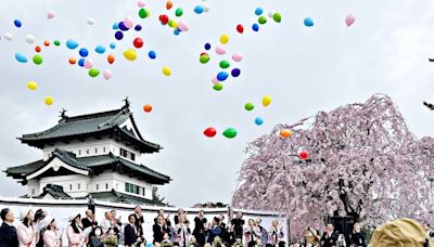 日本弘前櫻花祭開幕 (圖)