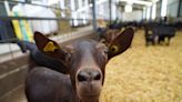 ‘Quesería de mí sin ti’: el proyecto para apadrinar cabritas y disfrutar del mejor queso asturiano