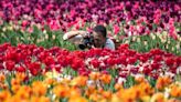 Check out Ottawa's tulip festival sooner rather than later, experts say