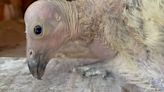 See it: First baby condor hatches during 'epic laying season' of critically endangered birds at LA Zoo