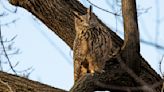 New York City Mourns Death of Beloved Owl Flaco