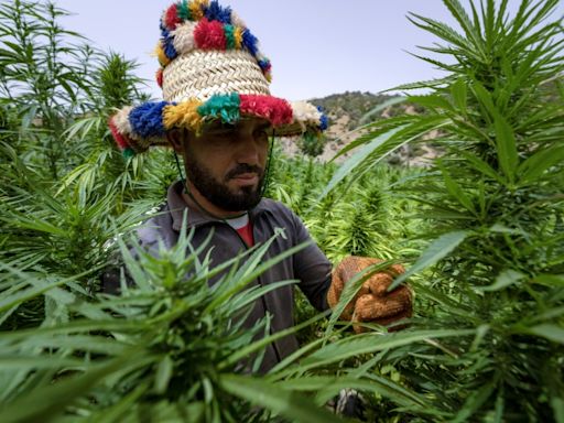 In Morocco, cannabis growers come 'out of the shadows'