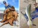 Fisherman Catches Gigantic 200-Pound Snapping Turtle, Then Lands World Record Gar