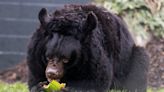 Bear abandoned in Ukrainian zoo finds new home in Scotland