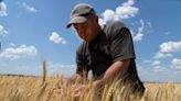 US wants farmers to boost wheat production amid a global food shortage. They can't afford to