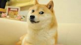 Kabosu, the Beloved Viral Shiba Inu and Face of ‘Doge’ Meme, Dies at 18