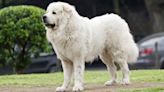 Livestock Guardian Dogs Get Help Alerting From the Most Unexpected Friend