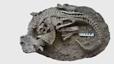 Fósil de ataque de mamífero a dinosaurio impacta a los expertos