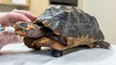 Tortoise walks again after amputation, thanks to 3D printed prosthetic wheel