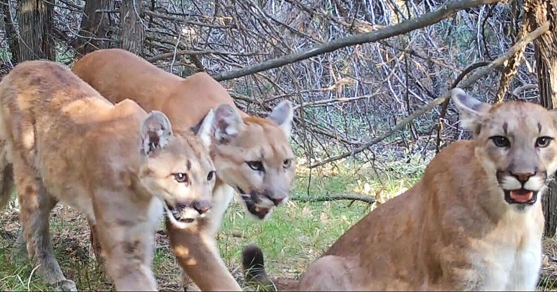 Mountain lion harvest being weighed: Nebraska Game & Parks Commission considering allowing puma hunting in Wildcat Hills unit