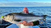 Fishing Guide Makes One Cast with a Fly Rod, Catches New World-Record Striper