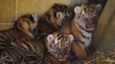 Four rare tiger cubs born at Longleat a month ago doing well, keepers say