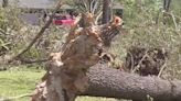 Should you try to save a downed tree? Experts in the Ozarks say it’s possible