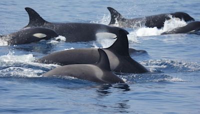 El misterio de las orcas 'gladis': ¿Por qué crecen los choques con veleros en el Estrecho de Gibraltar?
