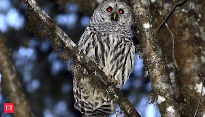 Why have U.S. Wildlife officials planned to kill half a million barred owls? Know about the controversy - The Economic Times