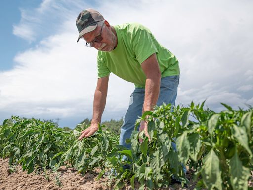 Pueblo's having a sizzling hot summer. Here's what it might mean for the annual chile crop