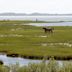 Assateague State Park