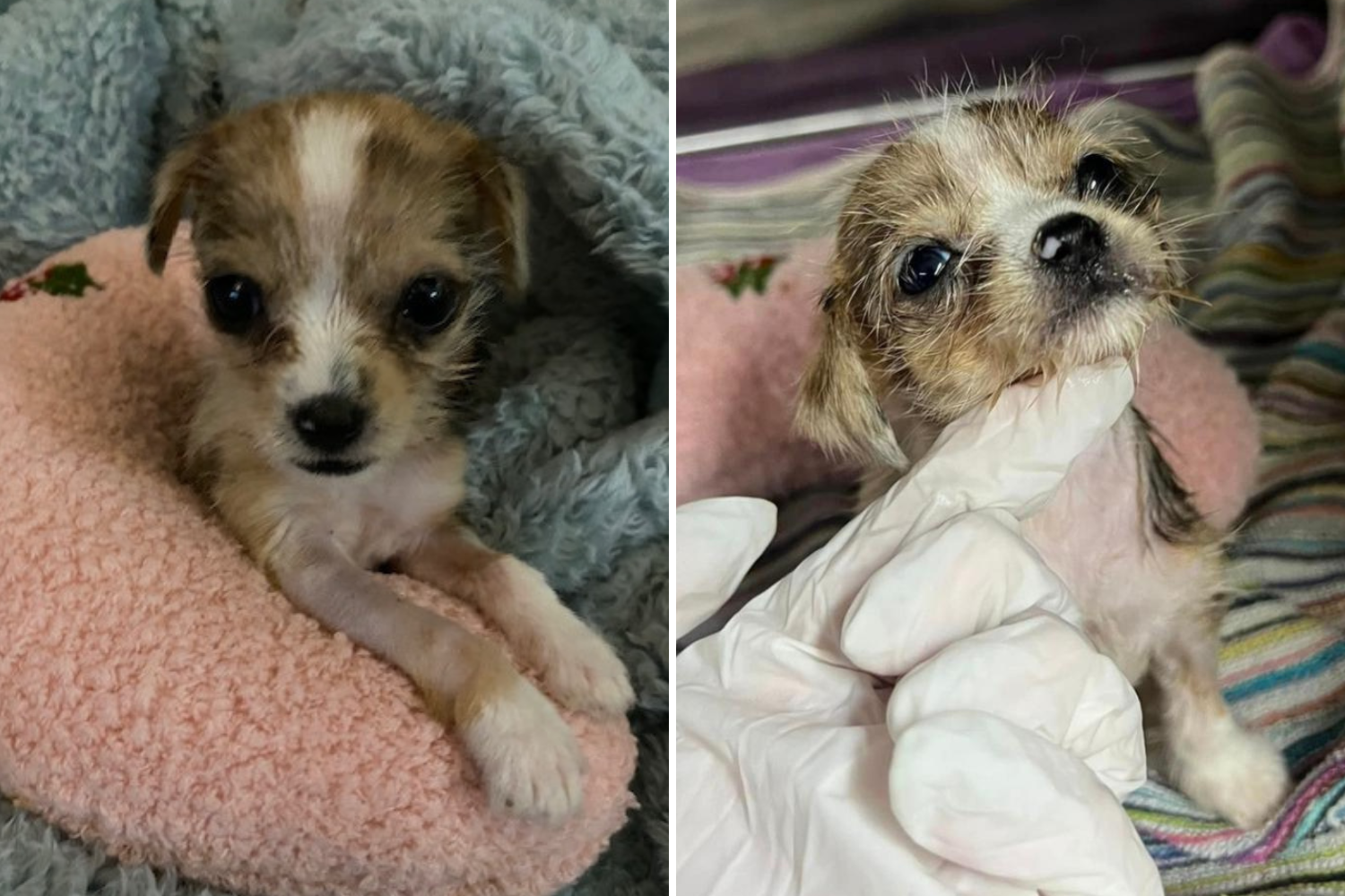 Shelter staff rush to save tiny 1-pound puppy brought in "unresponsive"