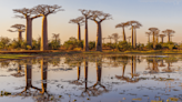 This 200-Million-Year-Old “Upside Down Tree” Can Live For Over 1,000 Years