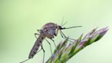 Ask Dr. Universe: Mosquitoes kill more people than any other animal