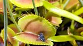 Mosquito problem? Add these gorgeous carnivorous plants to your garden