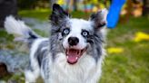 Famous Dog Actor Films a Movie at Cannes Film Festival Like a True Pro