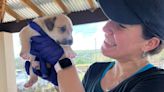 In Puerto Rico, Volunteers Save Animals After Hurricane Fiona
