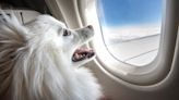 The Week contest: Pet flights